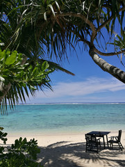 palm tree on the beach