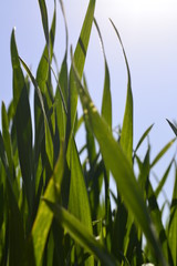 green grass and blue sky