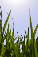 green grass on white background