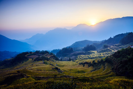 Rice fields in rural landscape