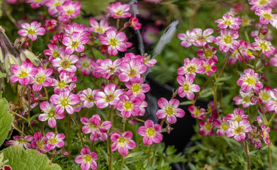 Red and yellow spring flowers.