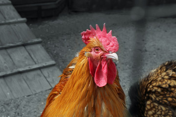The cock bird close up in farm against a gray background.