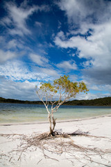tree on the beach