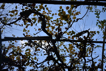 Sanssouci Palace in Berlin