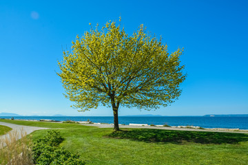 Lonely tree on Pacific Ocean shore. Peace of mind view on a bay in British Columbia, Canada