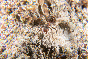 Red wood ant