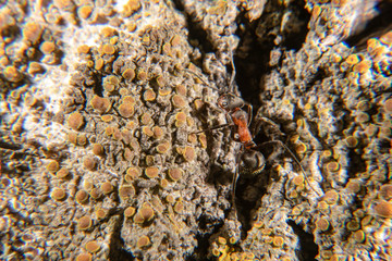 Red wood ant