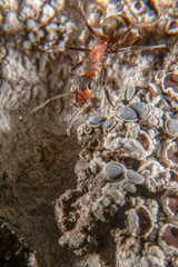 Red wood ant