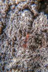 Red wood ant