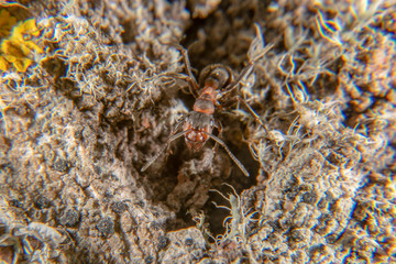 Red wood ant