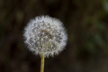 Taraxacum or dandelion on dark background