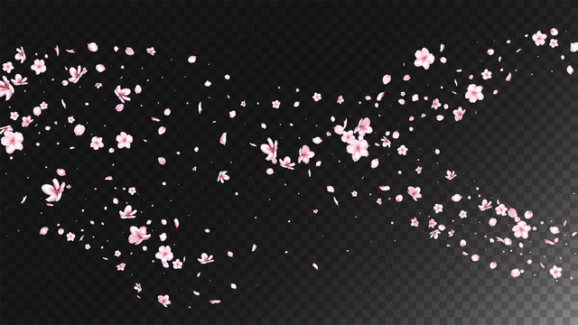 Nice Sakura Blossom Isolated Vector. Pastel Showering 3d Petals Wedding Paper. Japanese Gradient Flowers Wallpaper. Valentine, Mother's Day Spring Nice Sakura Blossom Isolated on Black