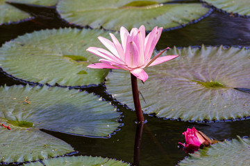pink water lily in a pond