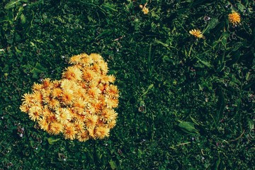 heart framed spring  dandelion  with flowers over green field