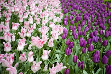 Colorful spring tulips and flowers at Keukenhof Gardens Netherlands 