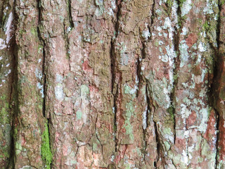 Close of the rough texture of a cedar trunk bark surface.