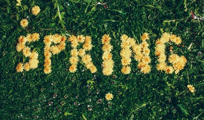 Spring  dandelion lettering with flowers over green field