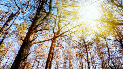 Sunrise in forest . Pine trees after a fire . Dead trees due to a former forest fire 