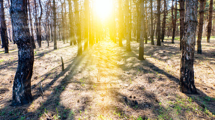 Obraz premium Steps Leading Sun Way God Bright Light Heaven Religious . Sunrise in forest . Pine trees after a fire 