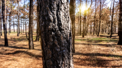 Sunrise in forest . Pine trees after a fire . Dead trees due to a former forest fire 