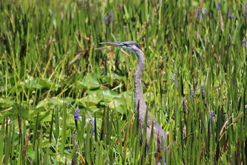 Great Blue Heron at Walsingham Park, Largo Florida