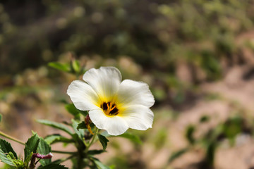 Obraz na płótnie Canvas white flower with small yellow traces and green leaves around - northeastern Brazil - Piauí
