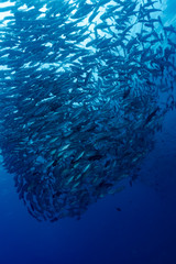 Bigeye Trevally Caranx sexfasciatus