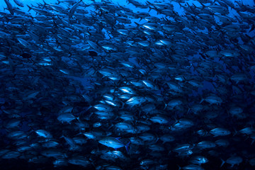 Bigeye Trevally Caranx sexfasciatus