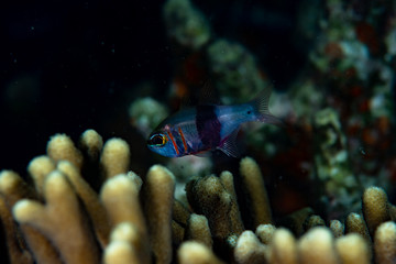 Girdled Cardinalfish Archamia zosterophora