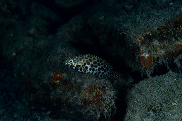 Honeycomb Rock Cod Epinephelus merra