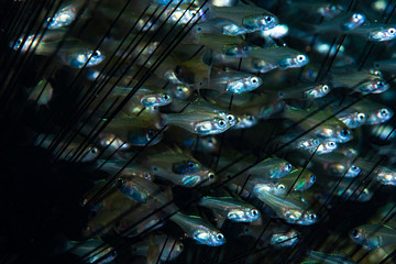 Lagoon Cardinalfish Apogon perlitus