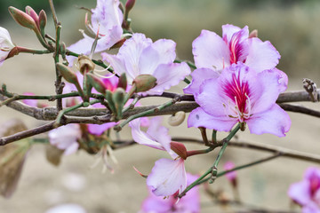 Fototapeta na wymiar pink flower trees
