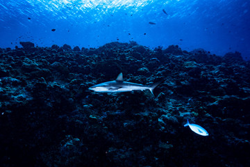 Fototapeta premium Grey Reef Shark Carcharhinus amblyrhynchos