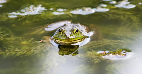 frog that pokes his head on the water