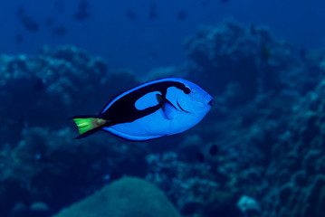 Fototapeta na wymiar Blue Surgeonfish Paracanthurus hepatus