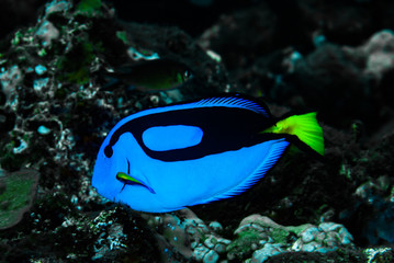 Blue Surgeonfish Paracanthurus hepatus