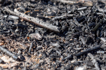 Burnt nature, dark background with ashes