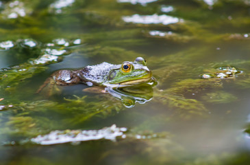 little frog climbing on the water