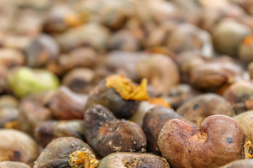cashew nut in raw material from northeastern Brazil (Piauí) (Piauí)