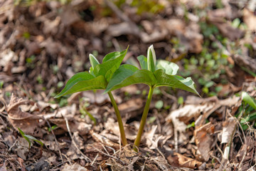 a pair of unopened Trilliums in the forest
