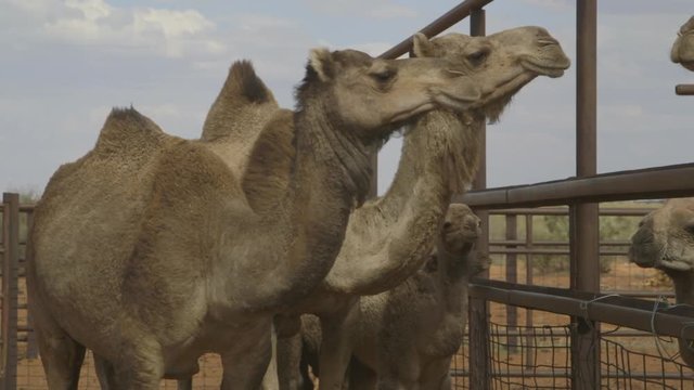 Close-up still  shot of two mother camels and their calves communicating with those in a neighbouring cage, Northern Territory