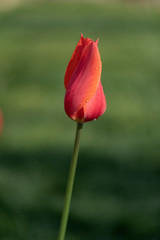 Obraz premium Traditional Tulip Festival in Emirgan Park, a historical urban park located in Sariyer district.Tourists and locals visit and spend time.Istanbul,Turkey