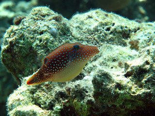 Fototapeta na wymiar Red Sea Toby ( Canthigaster margaritata) Taken in Red Sea, Egypt.