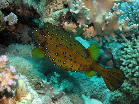 Yellow boxfish ( Ostracion cubicus) Taken in Red Sea, Egypt.