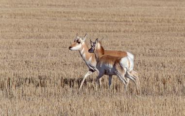 Naklejka na ściany i meble Prairie Pronghorn Antelope