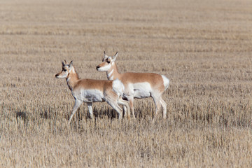 Prairie Pronghorn Antelope