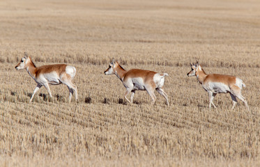 Prairie Pronghorn Antelope