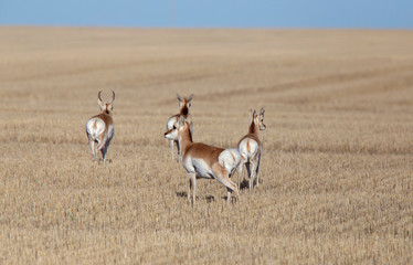 Prairie Pronghorn Antelope
