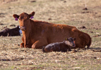 Fototapeta premium Cattle Calving Season