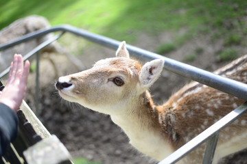 Deer is looking at the food